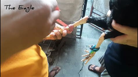 Paano Magkabit ng Tari sa Paa ng Manok (Tari tutorial) .